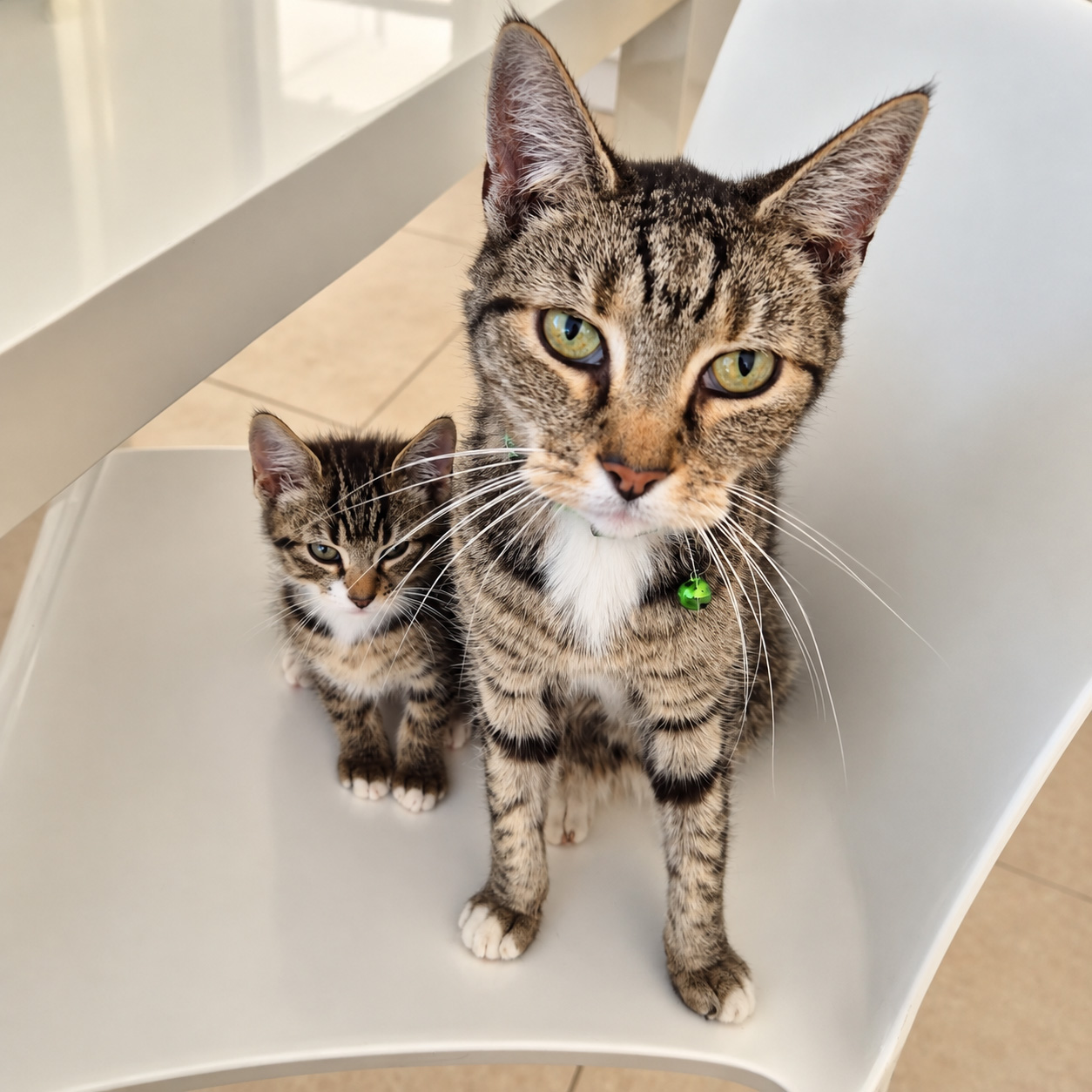 Rescued by Cat Call x