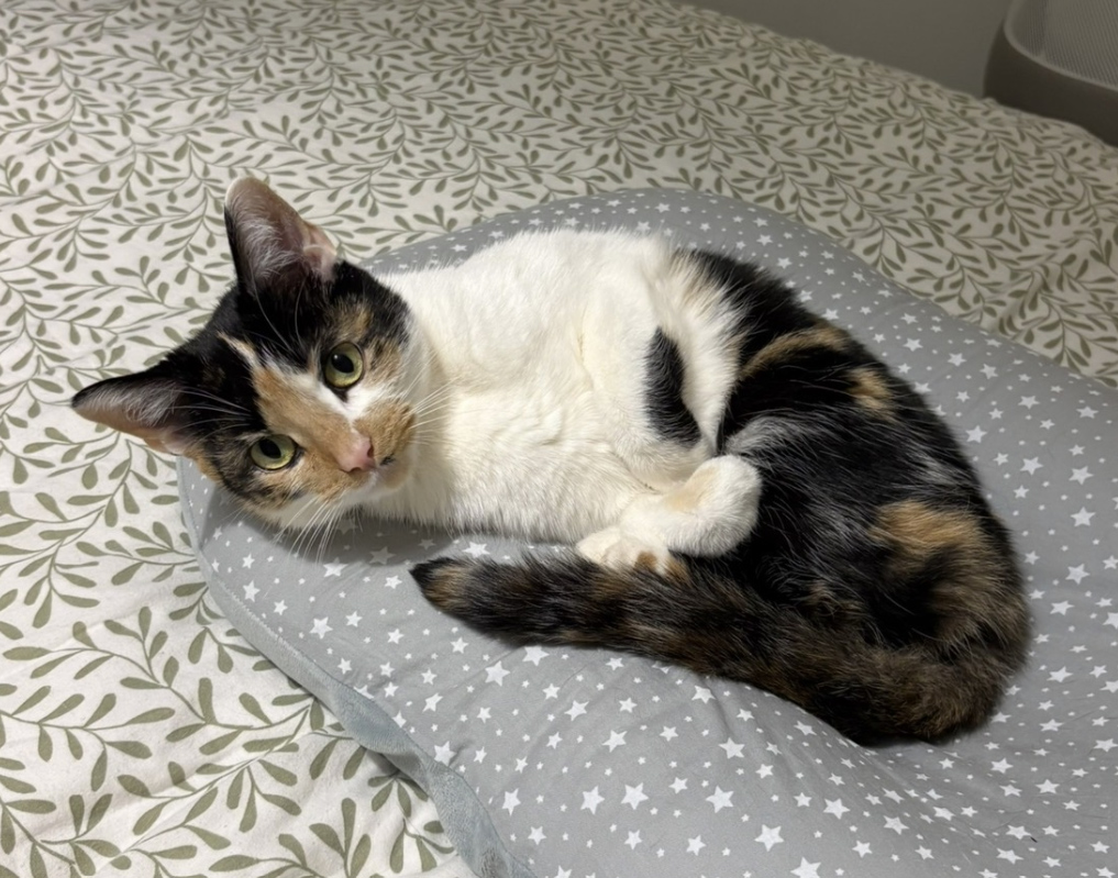 Cat missing in St Leonards On Sea