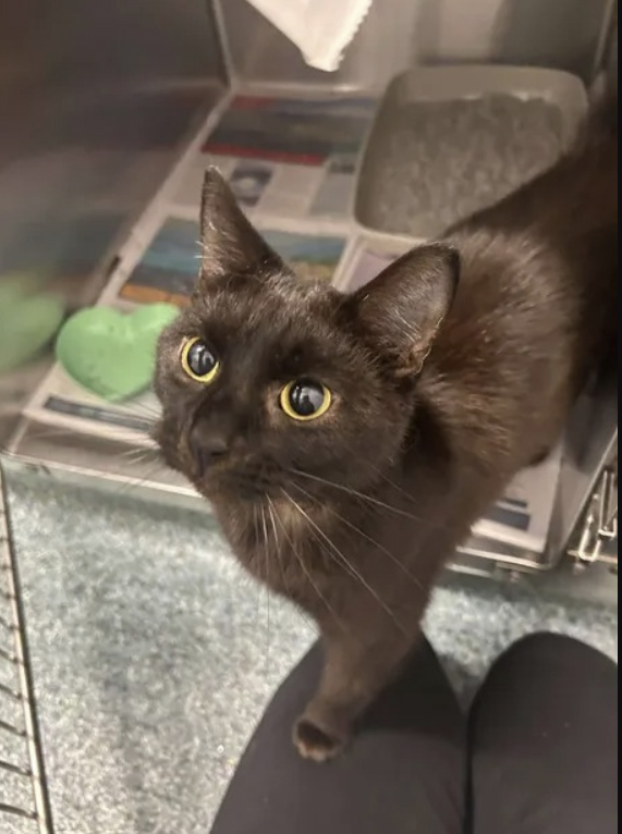 Cat found in Hastings