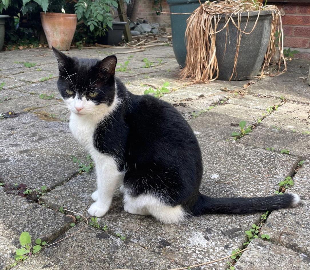 Black and white Cat missing in St Leonards On Sea