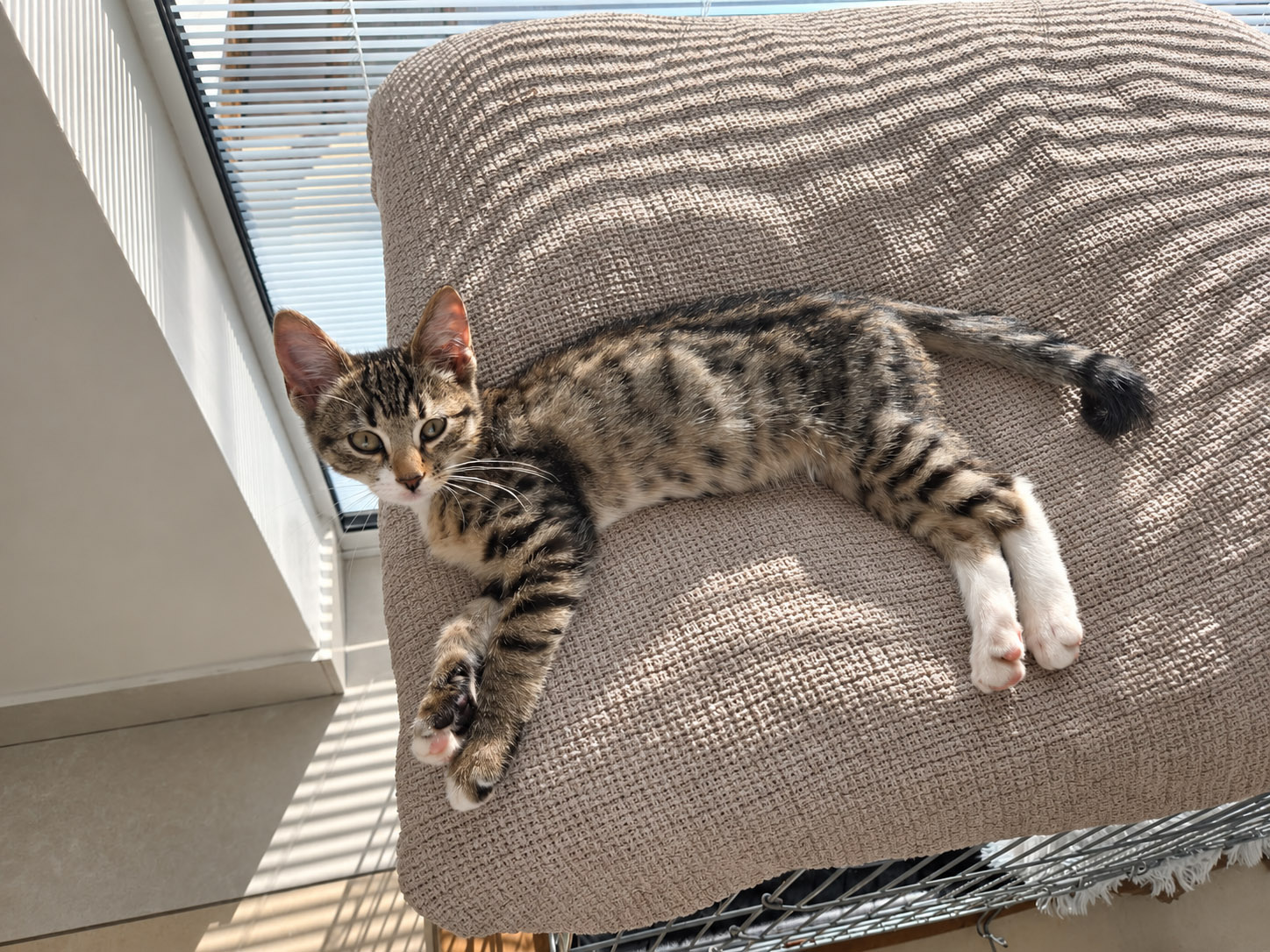 Dear Morris the kitten